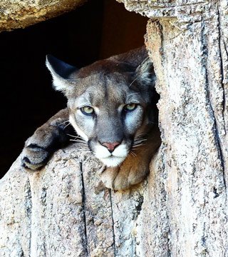 Puma Medicine In the 'Heart' of Peru 